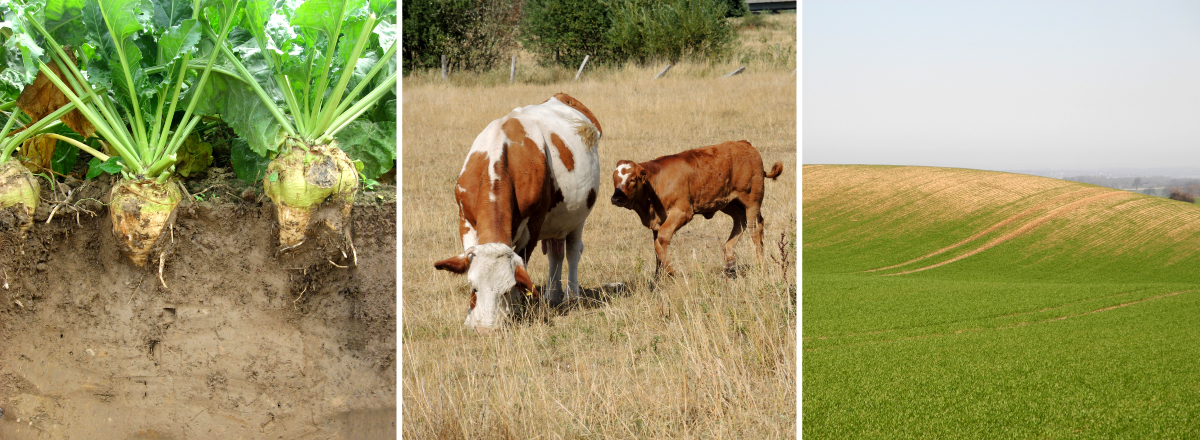 von links nach rechts: Zuckerrüben auf Parabraunerde aus Löss; Rinder auf ausgetrockneter Weide; Getreidefeld mit einem höher liegenden trockenen Bereich (v.l.)
